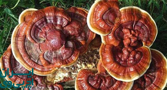 گانودرما چیست و چگونه بر سیستم ایمنی اثر می‌گذارد؟