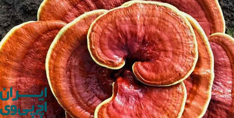 گانودرما چیست؟