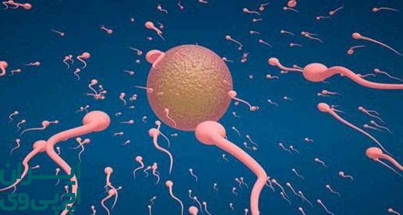 انتقال HPV از مرد به زن