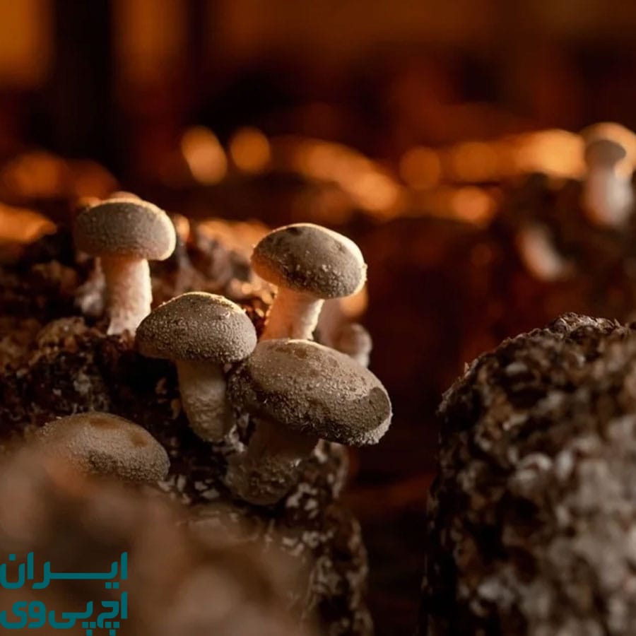 نقش AHCC در درمان کمکی HPV