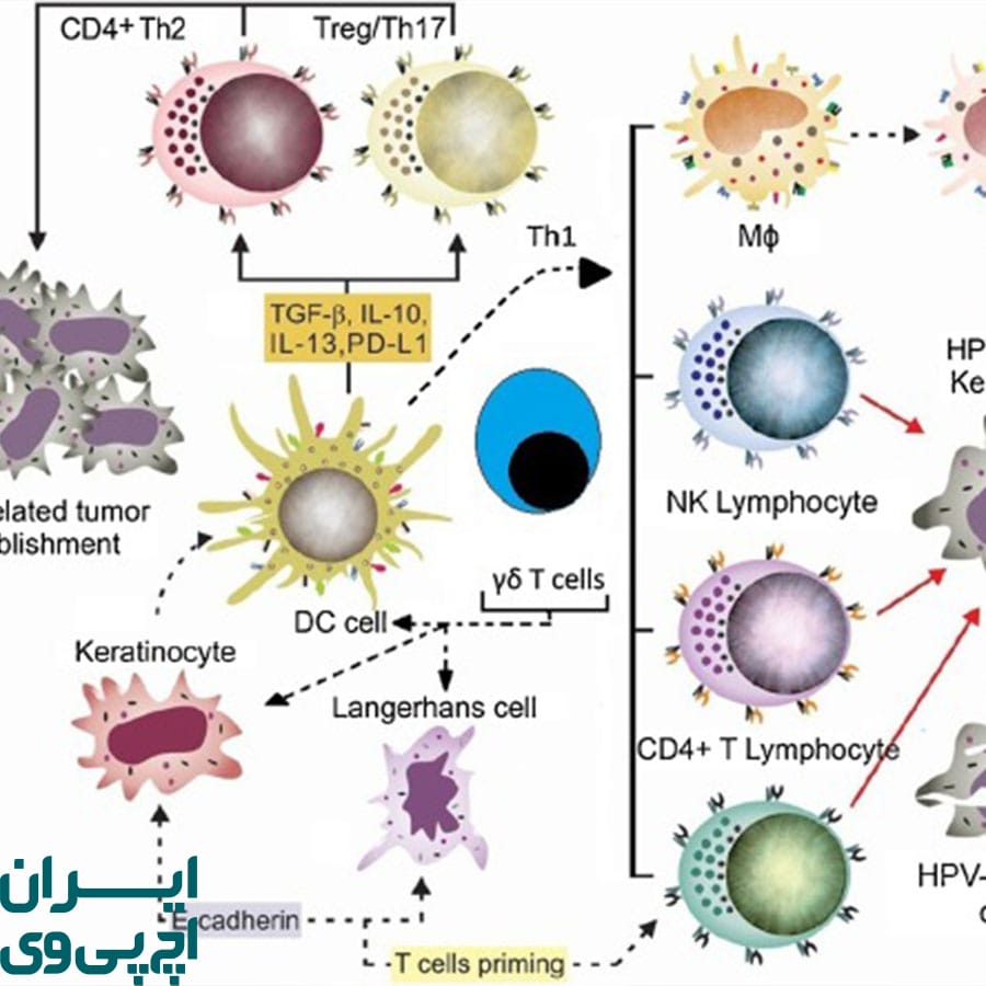 معرفی AHCC و ویژگی‌ های منحصربه‌فرد آن